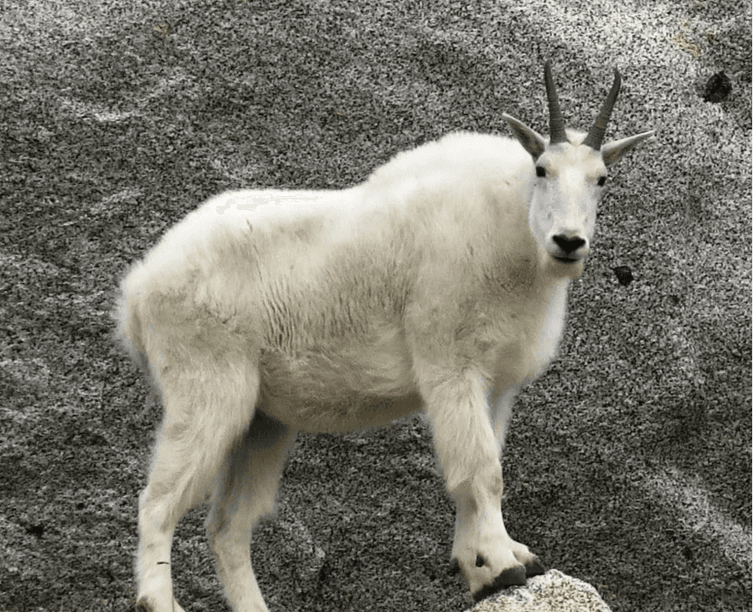 Kanye West